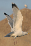 Herring Gull