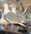Herring Gull
