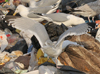 Herring Gull