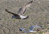 2cy argenteus in April. (101894 bytes)