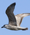 2cy argenteus in April. (101894 bytes)