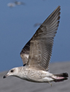 2cy argenteus in April. (101894 bytes)
