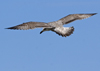 2cy argenteus in April. (101894 bytes)