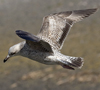 2cy argenteus in April. (101894 bytes)