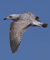 2cy argenteus in April. (101894 bytes)