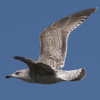 2cy argenteus in April. (101894 bytes)