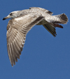 2cy argenteus in April. (101894 bytes)