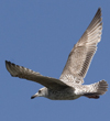 2cy argenteus in April. (101894 bytes)