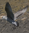 2cy argenteus in April. (101894 bytes)