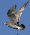 2cy argenteus in April. (101894 bytes)
