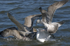 3cy argentatus in January. (80207 bytes)