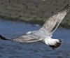 3cy argentatus in January. (80207 bytes)
