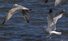 3cy argentatus in January. (80207 bytes)