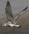 3cy argentatus in January. (80207 bytes)