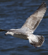 3cy argentatus in January. (80207 bytes)