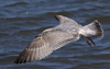3cy argentatus in January. (80207 bytes)