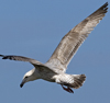 3cy argentatus in January. (80207 bytes)
