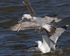 3cy argentatus in January. (80207 bytes)