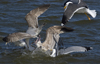 3cy argentatus in January. (80207 bytes)