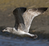 3cy argentatus in January. (80207 bytes)