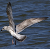 3cy argentatus in January. (80207 bytes)