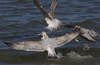 3cy argentatus in January. (80207 bytes)