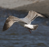 3cy argentatus in January. (80207 bytes)
