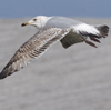 3cy argentatus in January. (80207 bytes)