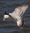 3cy argentatus in January. (80207 bytes)