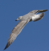 3cy argentatus in January. (80207 bytes)