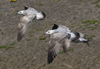 3cy argentatus in January. (80207 bytes)