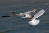 3cy argentatus in January. (80207 bytes)