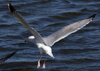 3cy argentatus in January. (80207 bytes)