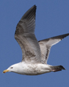 3cy argentatus in January. (80207 bytes)