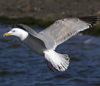 3cy argentatus in January. (80207 bytes)