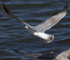3cy argentatus in January. (80207 bytes)