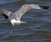 3cy argentatus in January. (80207 bytes)