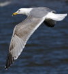 3cy argentatus in January. (80207 bytes)