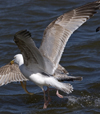 3cy argentatus in January. (80207 bytes)