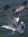 3cy argentatus in January. (80207 bytes)
