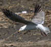 3cy argentatus in January. (80207 bytes)