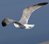 3cy argentatus in January. (80207 bytes)