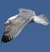 3cy argentatus in January. (80207 bytes)
