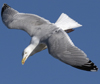 3cy argentatus in January. (80207 bytes)