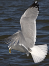 3cy argentatus in January. (80207 bytes)