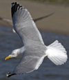 3cy argentatus in January. (80207 bytes)
