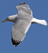 3cy argentatus in January. (80207 bytes)