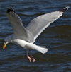 3cy argentatus in January. (80207 bytes)
