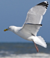 3cy argentatus in January. (80207 bytes)
