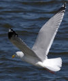 3cy argentatus in January. (80207 bytes)